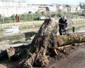 Un �rbol recogido del r�o Mandeo en Betanzos. 