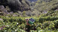 Vendimia, a finales del pasado mes de septiembre, en vi�edos de la ribera de Doade