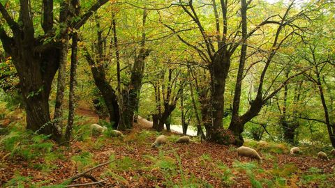 El souto de la parroquia de San Pedro do Incio cerca de la aldea de San Miguel