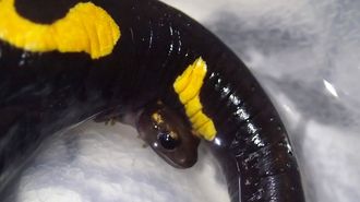 Una salamandra de�las Illas Atl�nticas con una cr�a
