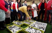 Subasta de sardinas en la lonja de Cambados en los d�as previos a San Xo�n.