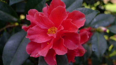 Otra variedad de camelia en Espazo Caritel, de Daniel Caxigueiro, en San Martiño (Foz)