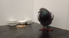 La paloma es muy tranquila