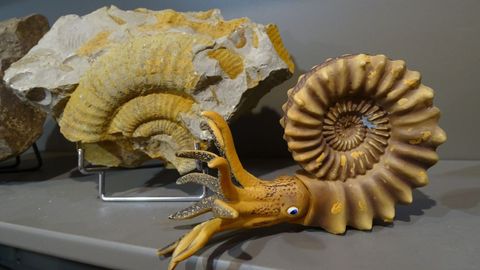 Fauna del Paleozoico. El museo geolgico de Quiroga cuenta con una serie de rplicas de fsiles de moluscos del Paleozoico que son utilizadas como materiales educativos, sobre todo en las visitas de grupos escolares. El centro adquirir ms materiales de este tipo de cara a su reapertura