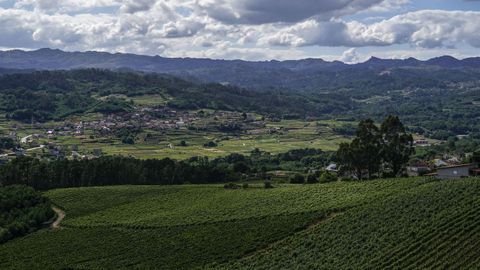 Los viedos son la seal de identidad del paisaje de Ribadavia.Los viedos son el elemento singular y caracterstico de los paisajes de la comarca