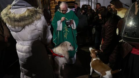 Bendici�n a los animales en A Coru�a