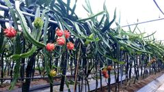 Plantaci�n de pitayas en plena producci�n en Mor�s, en el concello de Xove