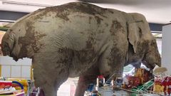 El elefante, en el interior del supermercado tailands en el que saci su hambre paquidrmica.