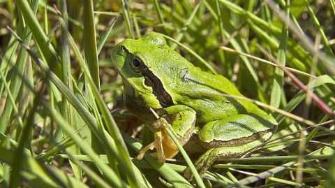 Rana de San Antonio (Hyla arborea)