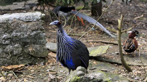 La pintada vulturina convive con los flamencos e ibis.