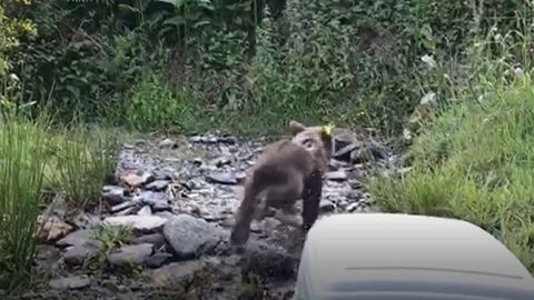Vuelta a la libertad en Fuentes del Narcea