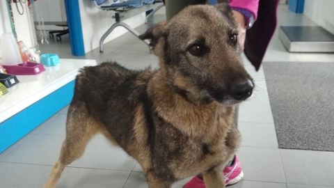 Tenea, la perrita encontrada dos a�os despu�s de su desaparici�n