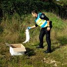 Un polic�a local recogiendo a uno de los conejos enfermos. 
