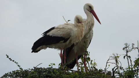 Los bomberos aseguran que en Madrid han aparecido muertas más de doscientas cigüeñas
