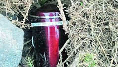 El recipiente estaba escondido entre la vegetaci�n