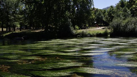 El río Avia, en el área recreativa O Salgueiral, en Leiro.