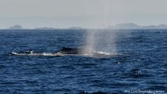 Es la primera vez en d�cadas que se ven dos ballenas azules juntas en aguas de Galicia 