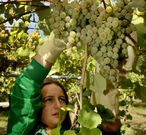 R�as Baixas espera vendimiar este a�o entre 25 y 30 millones de kilogramos de uva. 