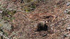 Un oso pardo