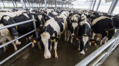 El sector ganadero de la Costa da Morte ha experimentado una profunda transformaci�n
