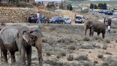 �Qu� pasar� con los elefantes accidentados en Albacete?