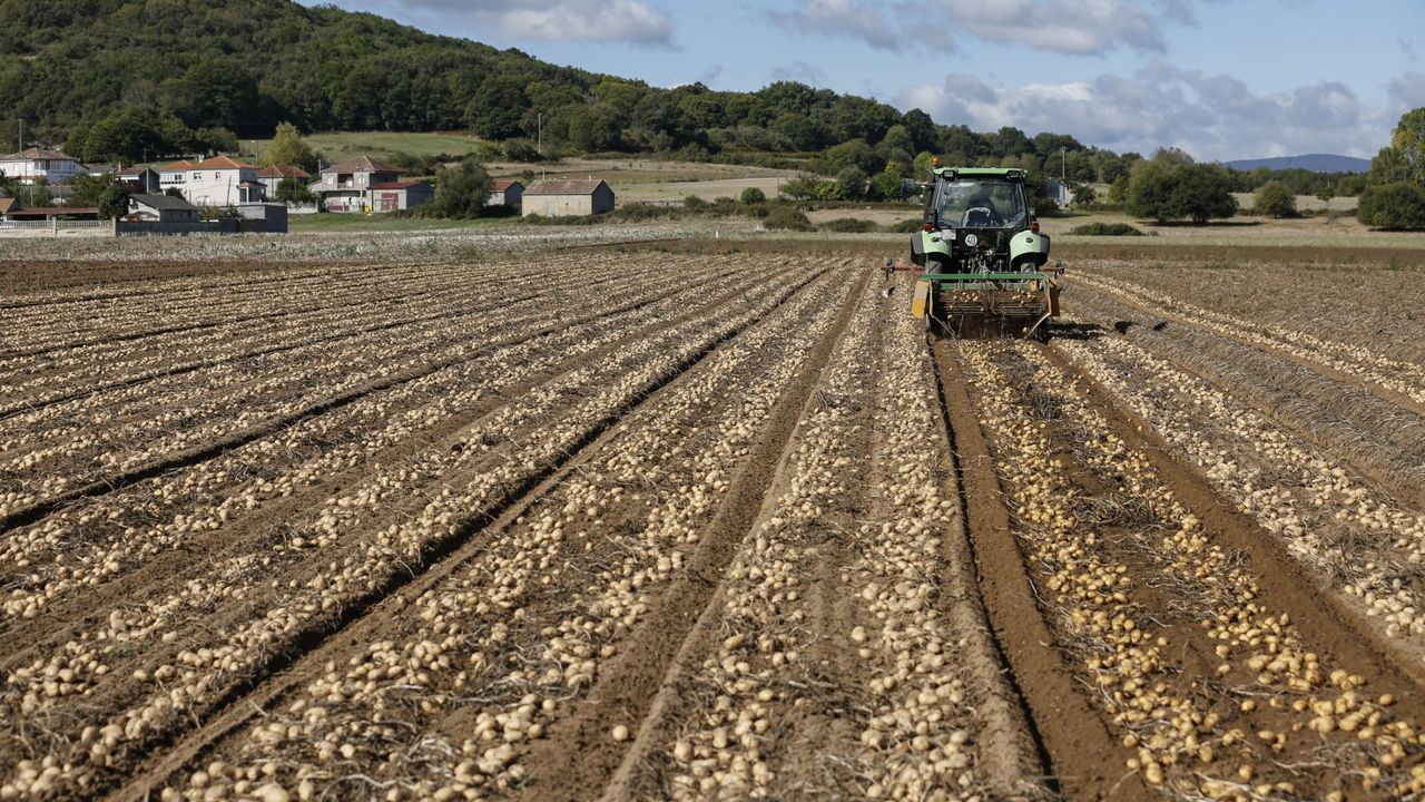 El campus de Ourense estudia el efecto del cambio climático en las enfermedades de la patata en Galicia