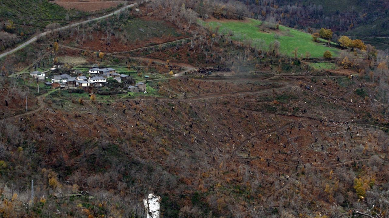 La Fundación Reina Sofía dona 65.000 euros para recuperar espacios protegidos afectados por los incendios en Galicia