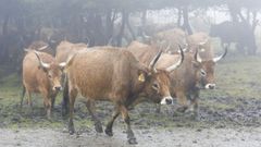 La ganadera (en la imagen, vacas cachenas) est presente en municipios como Muras
