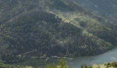 Nubes de polen levantadas por el viento en la ribeira de Sober m�s pr�xima a la presa de Santo Estevo, en uno de los exe foto. 