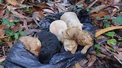 Cachorros abandonados en Oza-Cesuras
