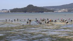Mariscadoras en el banco de Os Praceres, en Pontevedra, donde se ha detectado el crecimiento anmalo de la almeja japnica