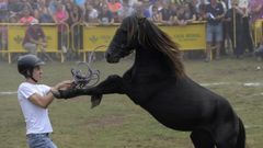 Vista de la Fiesta del Asturcn, este sbado en Majada de Espineres