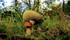 Los expertos aconsejan ser precavidos e informarse para saber si un ejemplar es comestible o no.