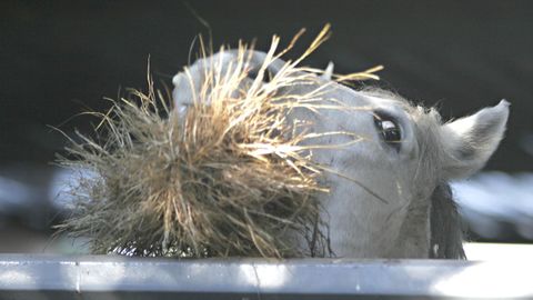 Imagen de un caballo comiendo alfalfa