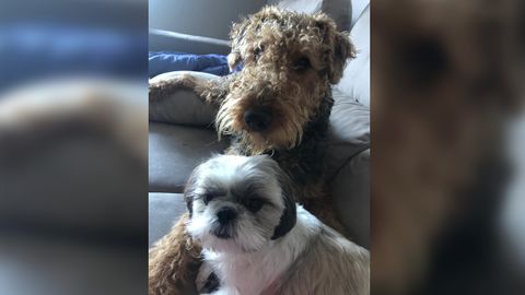 Schopenhauer, expo�ente do pesimismo filos�fico, non ti�a reparos en confesar que nalg�ns momentos a compa��a canina era preferible � humana.