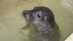 Una cr�a de foca gris se queda atrapada en el aparejo de un pesquero cedeir�s