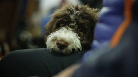 MISA Y BENDICIN DE LAS MASCOTAS CON MOTIVO DEL SAN ANTONIO EN LA IGLESIA DE LA ORDEN TERCERA