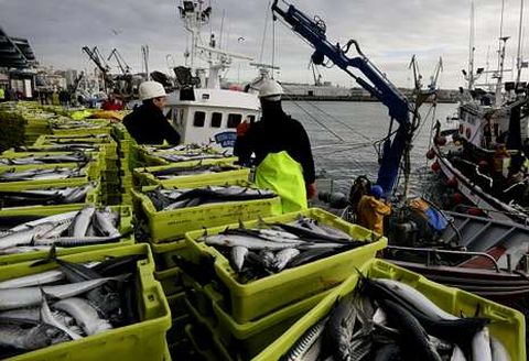 Descarga de xarda por parte de barcos cerqueros en la coru�esa lonja del Muro.