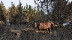 El incendio de Barbanza se extendi� por buena parte de A Curota.