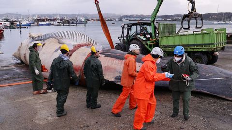 Despiezan la ballena varada en Oza desde el s&aacute;bado para proceder a su retirada