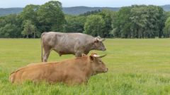 Los animales se criar�n en semilibertad, alternando pastos con las instalaciones de la finca