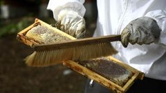 Imagen de archivo de recolecci�n de miel en Lal�n.