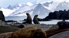 La supervivencia de la fauna en el �continente helado�, que posee la mayor reserva de agua dulce de la Tierra y el 90 por ciento de todo el hielo del planeta, se ve amenazada por el cambio clim�tico, especialmente en la llamada �Ant�rtica mar�tima�