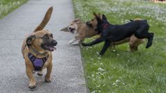 Perros acogidos por una protectora de Teo de paseo en un parque