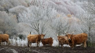 Las primeras nieves del otoo llegan a la montaa de Lugo