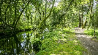 El sendero del r�o Te destaca por las especies aut�ctonas que lo rodean