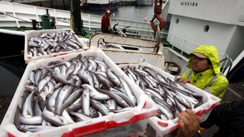 Imagen de archivo de una descarga de lirio en Ribeira, el puerto gallego que lidera las ventas de este pescado