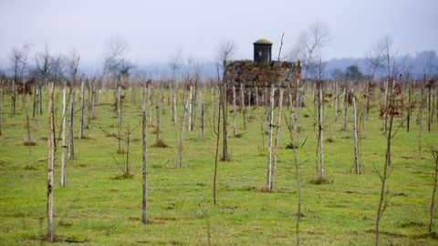 La creaci�n del bosque fue decidida por el Concello de Lugo dentro del programa LIFE  