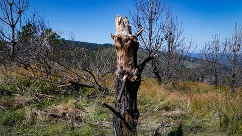 As est el monte de Barbanza un ao despus del gran incendio