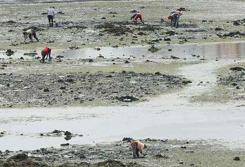 En la fotograf�a, vista de un grupo de furtivos faenando en la zona de A Malata. 